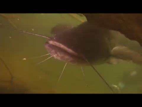 Wels-Watching mit den Abyss Divers